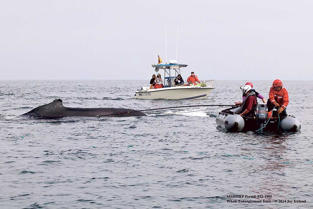 A Whale of a Tale